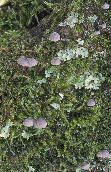 Mycena pseudocorticola
